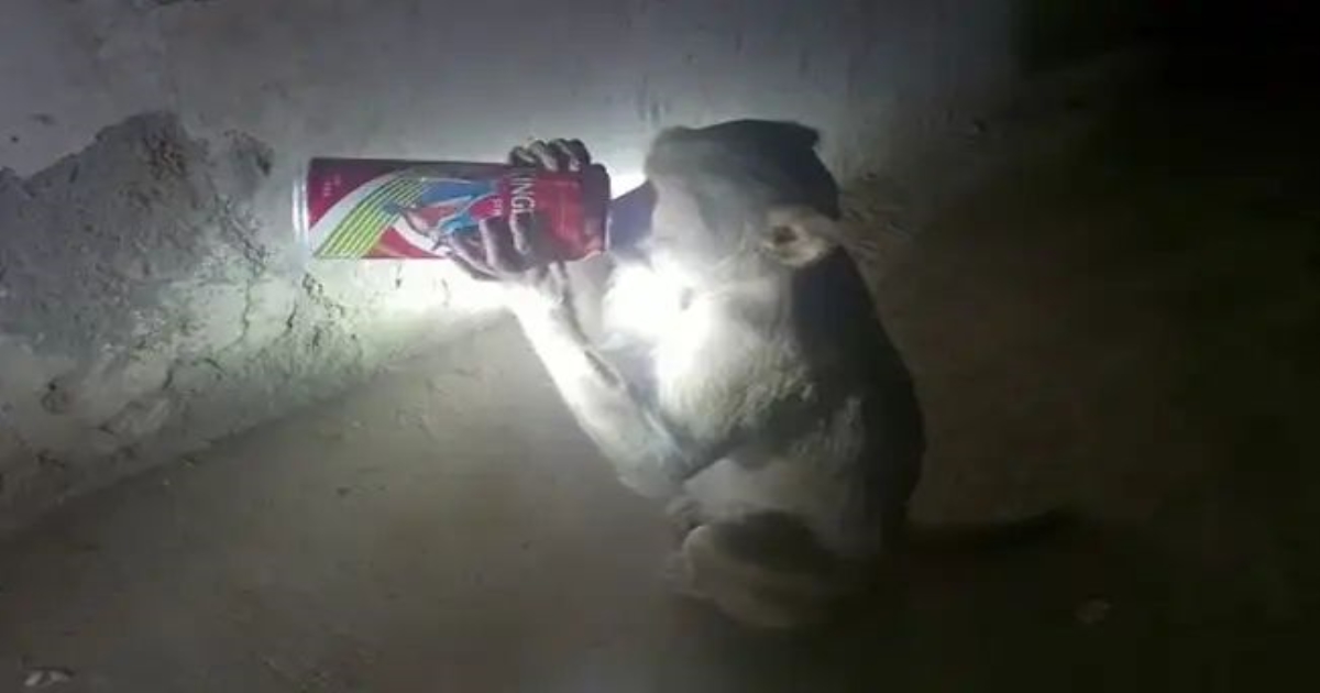 rae-bareli-alcoholic-monkey-viral-news