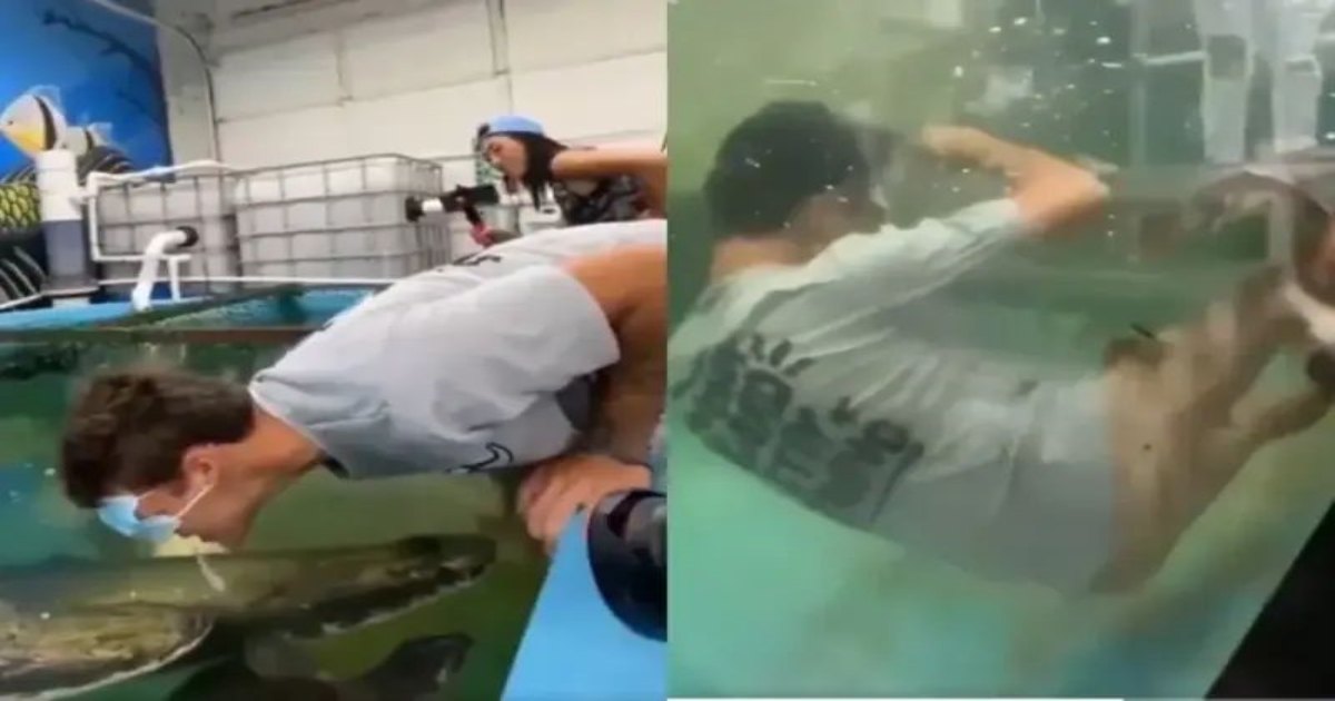 arapaima-fish-tank-viral-video-incident