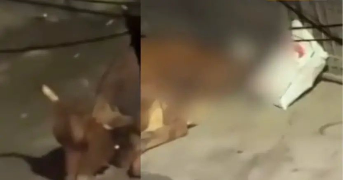 pallavaram-cow-assault-cctv-shocking-incident