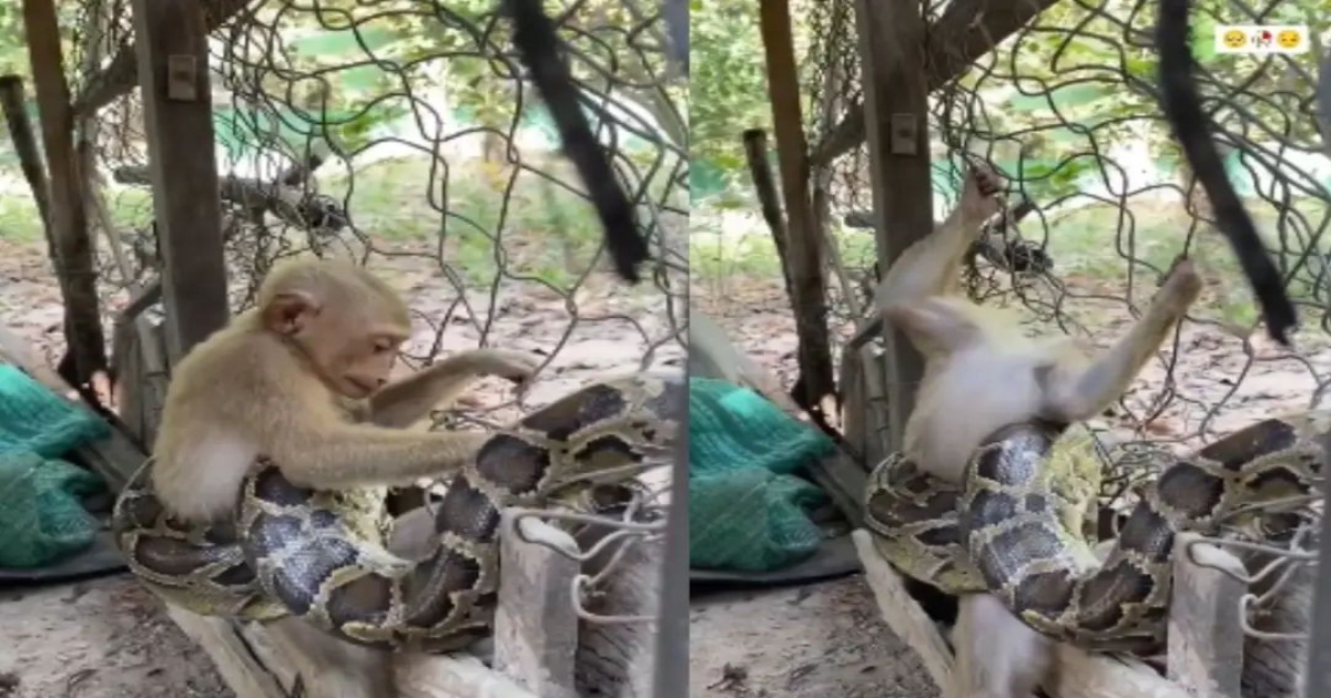 monkey-python-attack-viral-video