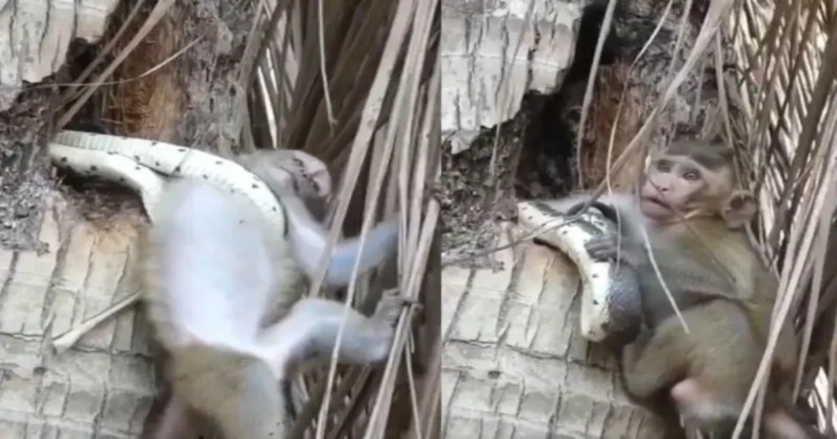 baby-monkey-python-attack-viral-video