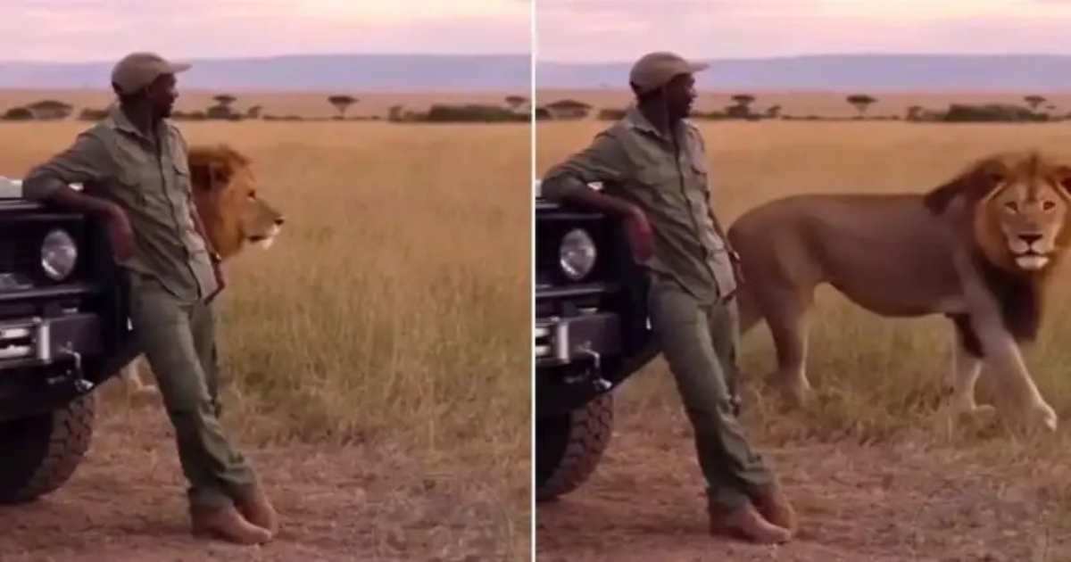 lion-hugs-ranger-viral-video