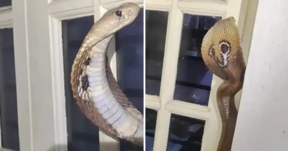 snake-peeping-through-kitchen-window-viral-video