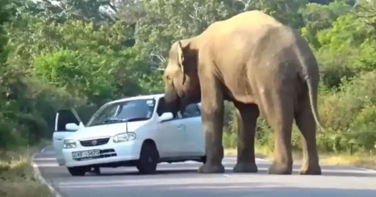 elephant-attacks-car-viral-video-forest-road