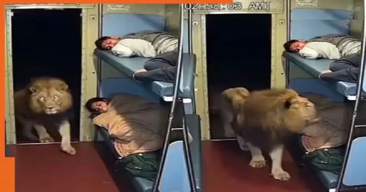 lion-enters-train-station-viral-video-shock