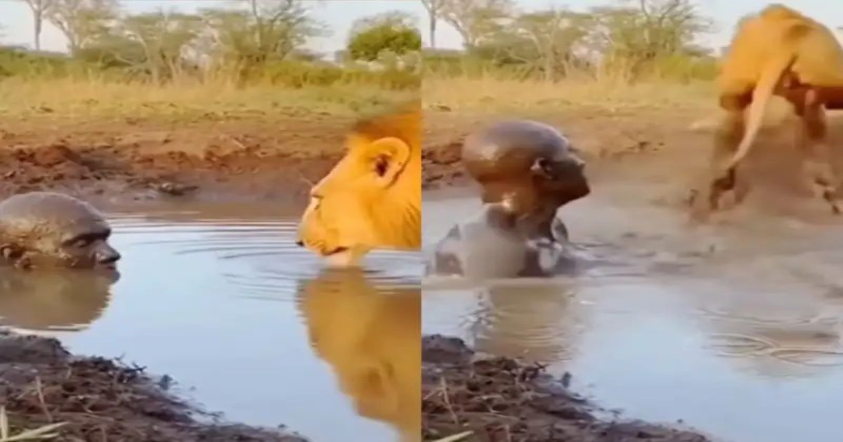 lion-scared-by-man-viral-video
