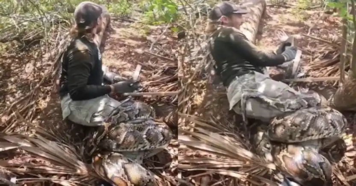 giant-python-attack-viral-video-forest-rescue