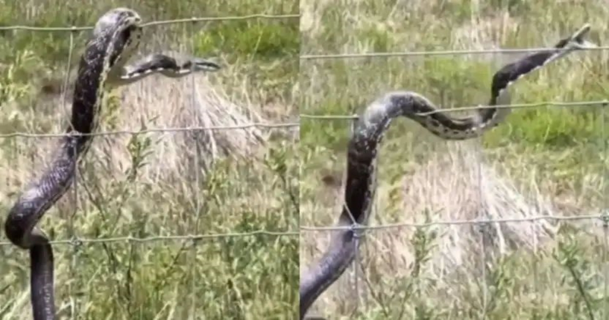 snake-electric-fence-viral-video