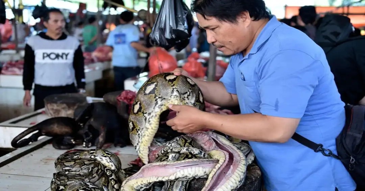 jakarta-mangga-besar-cobra-meat-market-shocking-tradition