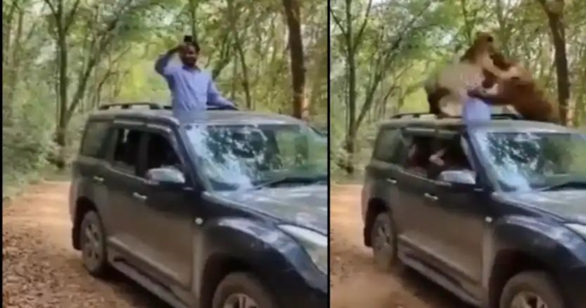 leopard-attack-selfie-video-forest-tourists