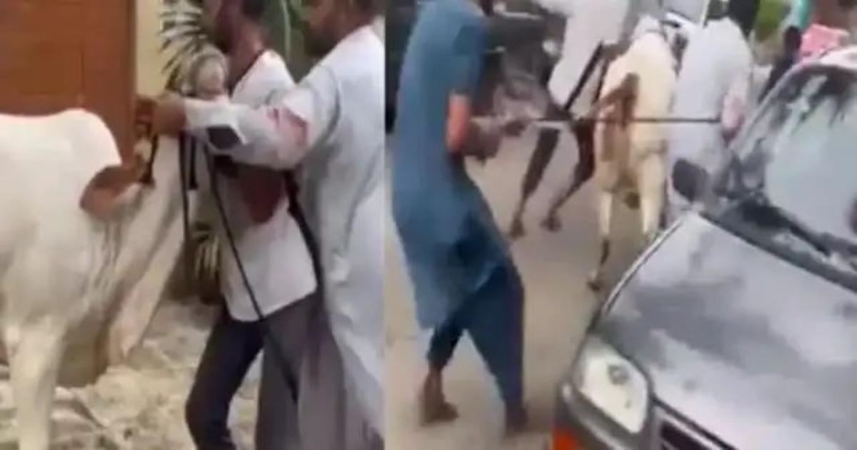 karachi-cow-dragging-incident-viral-video