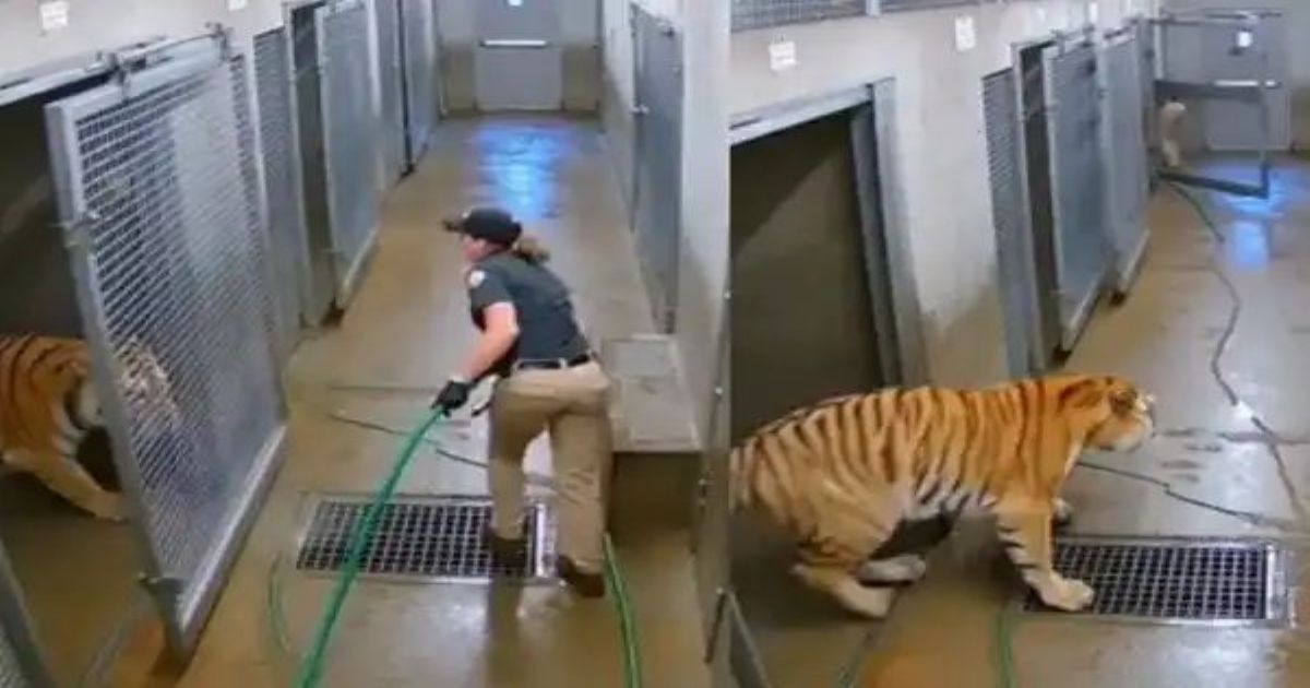tiger-attack-viral-video-woman-escape