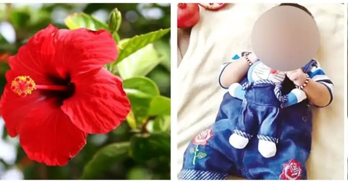 mysuru-baby-choking-hibiscus-stem-death