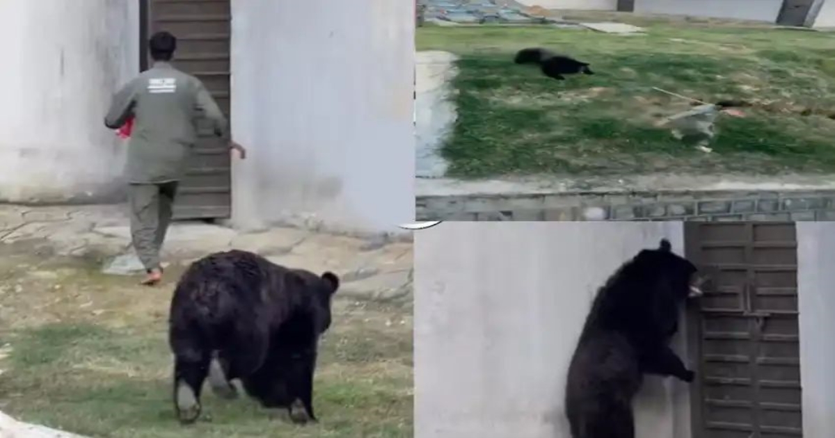 zoo-bear-attack-employee-narrow-escape-viral-video