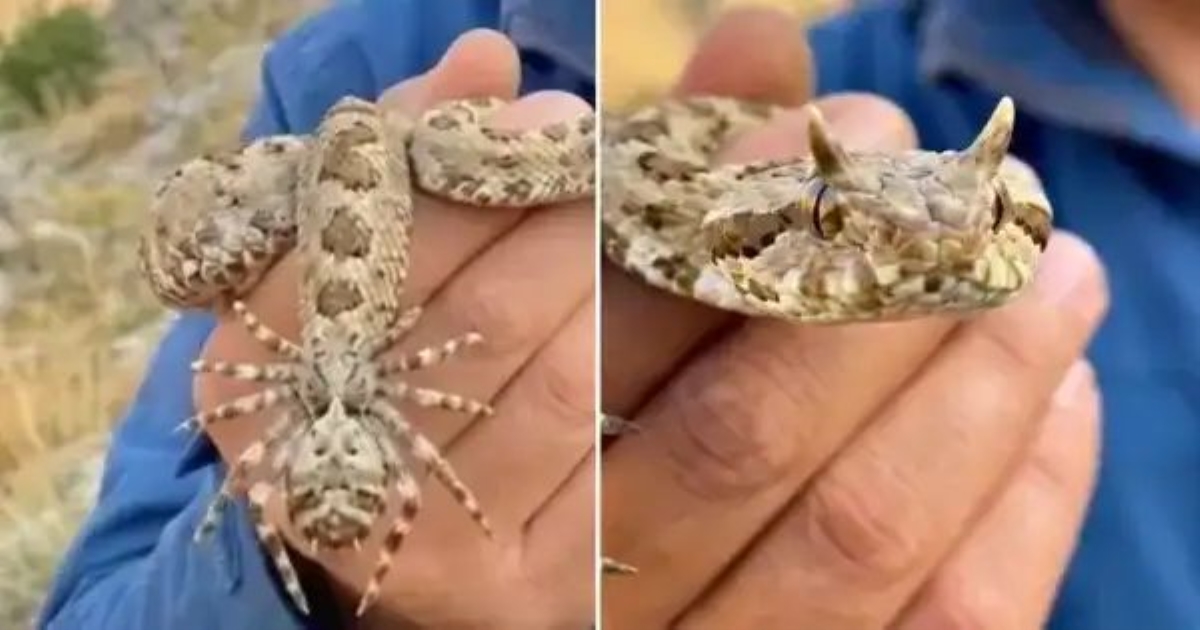 spider-tailed-horned-viper-viral-video-iran