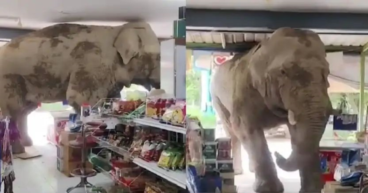 wild-elephant-enters-thailand-shop-eats-snacks-video-vi
