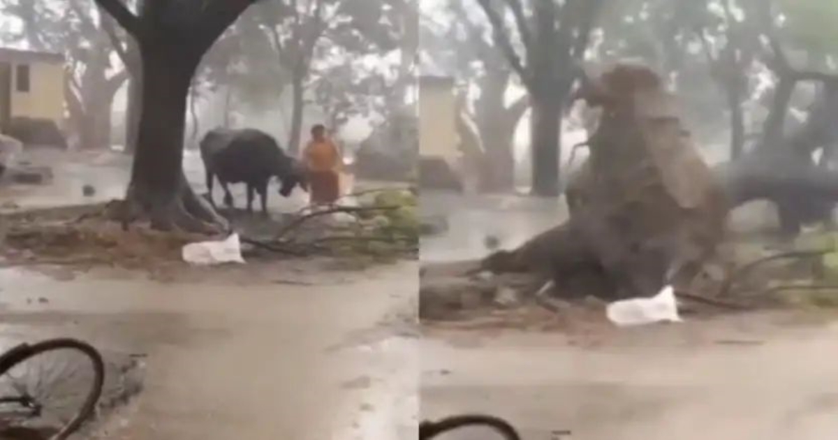 uttar-pradesh-pratapgarh-woman-saves-buffalo-falling-tr