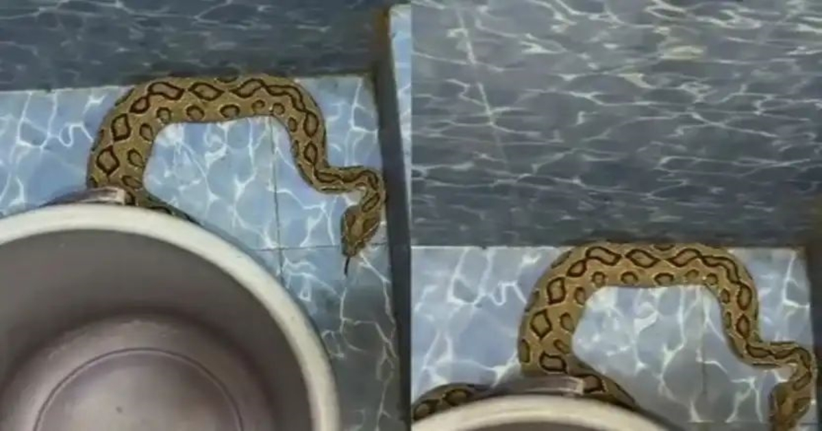 erode-coimbatore-snake-incidents-public-alert