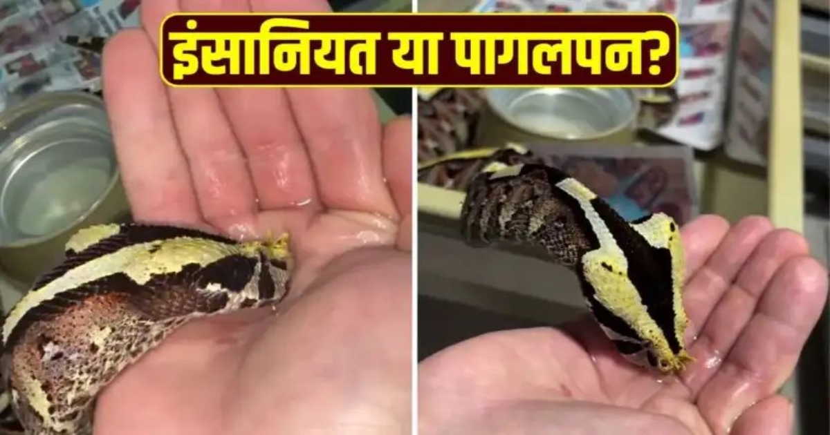 snake-trainer-gives-water-to-venomous-viper-video-viral