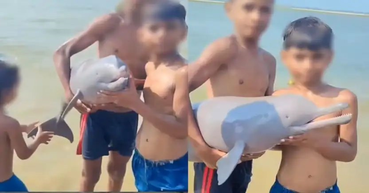boys-playing-with-stranded-dolphin-video-viral