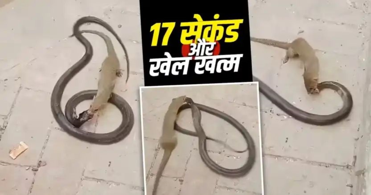 mongoose-cobra-fight-video-goes-viral