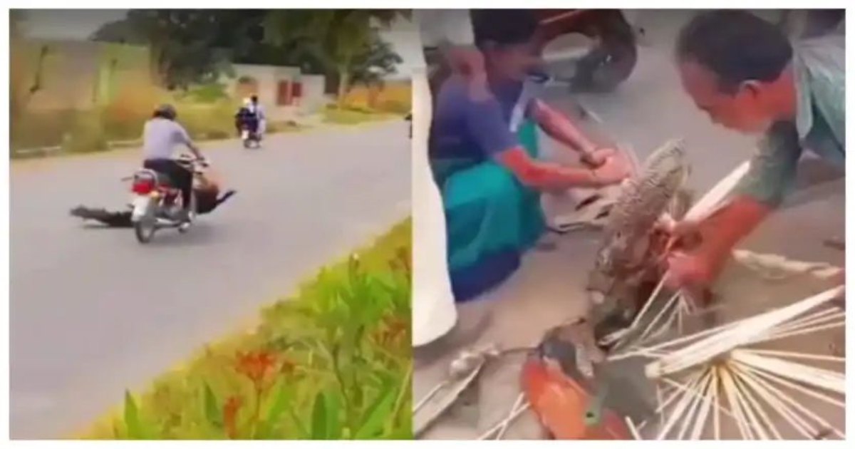 injured-peacock-feathers-plucked-video-shocks-social-me