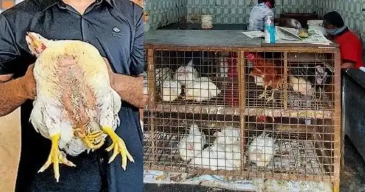 four-legged-chicken-surprises-customers-at-shop