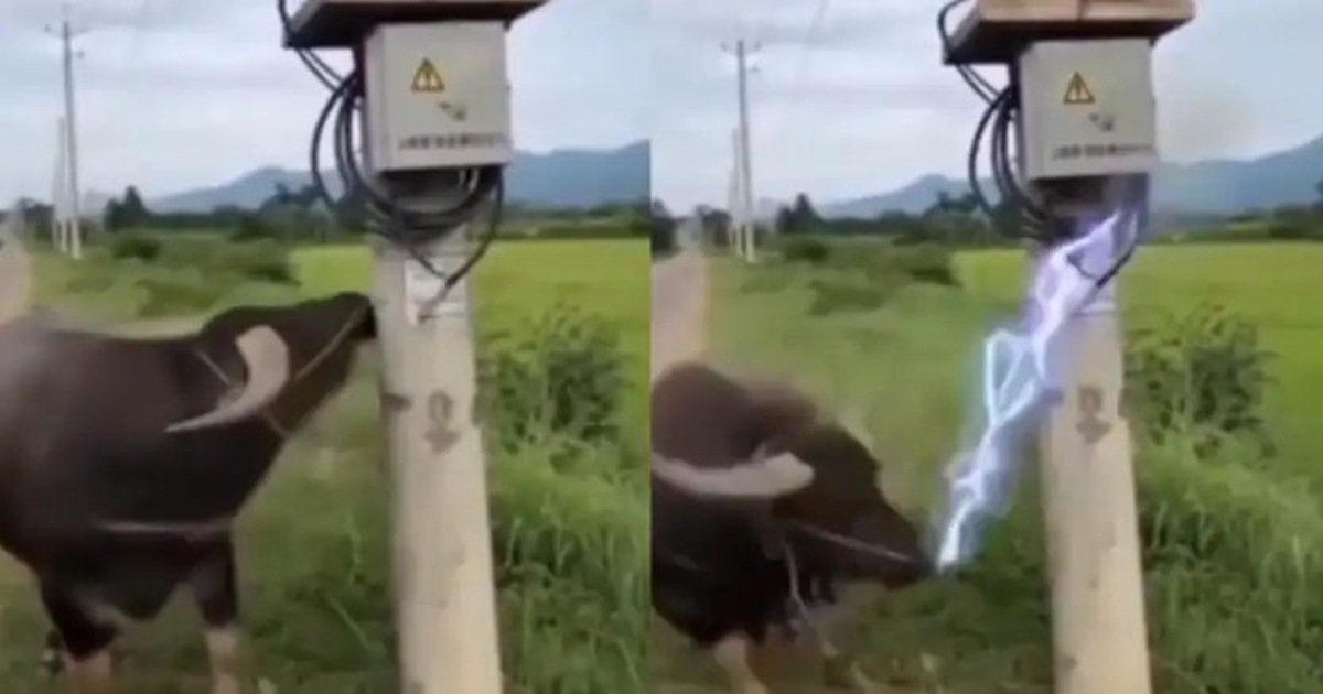buffalo-electrocuted-due-to-hanging-electric-wire