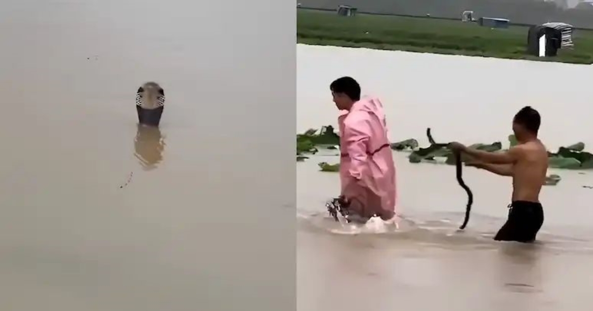 china-flood-snake-farm-snakes-rescue-operation