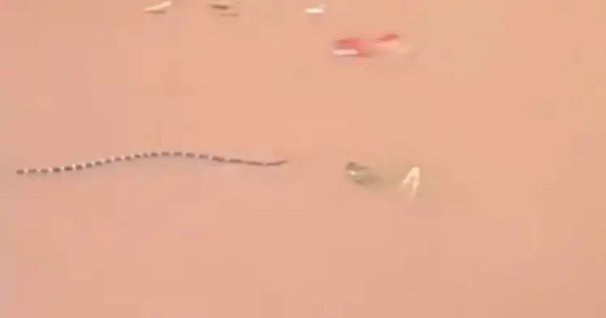 china-flood-snake-farm-cobra-escape