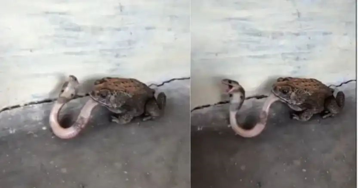 frog-swallows-small-snake-viral-video