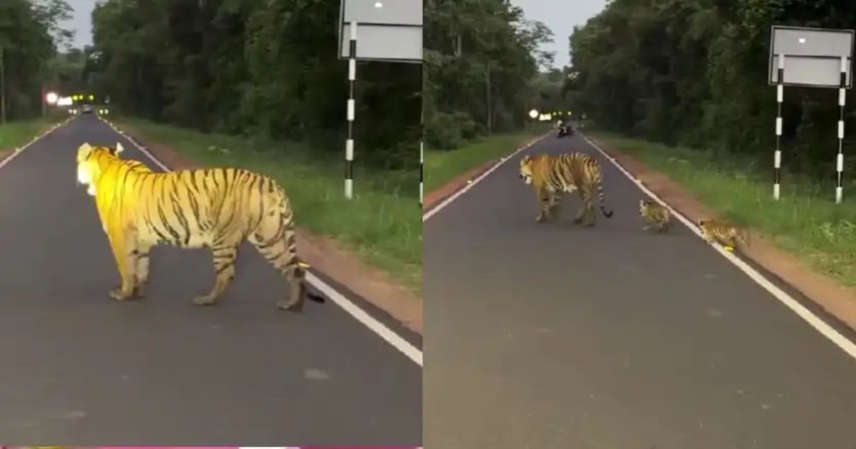 tadoba-tigress-cubs-road-crossing-viral-video