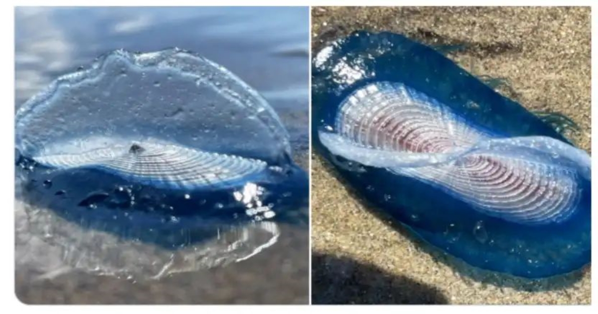 blue-sailor-creatures-wash-ashore-britain-coast
