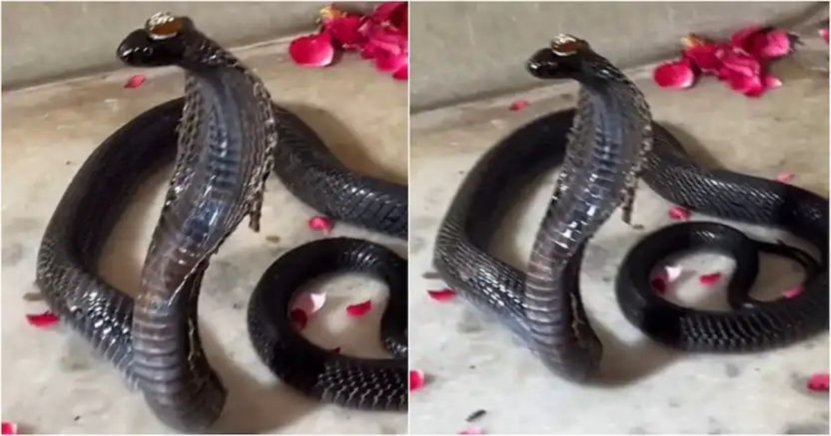 viral-nagamani-snake-video-fact-check