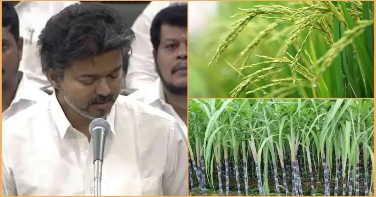 tn-paddy-sugarcane-incentive-hike-farmers