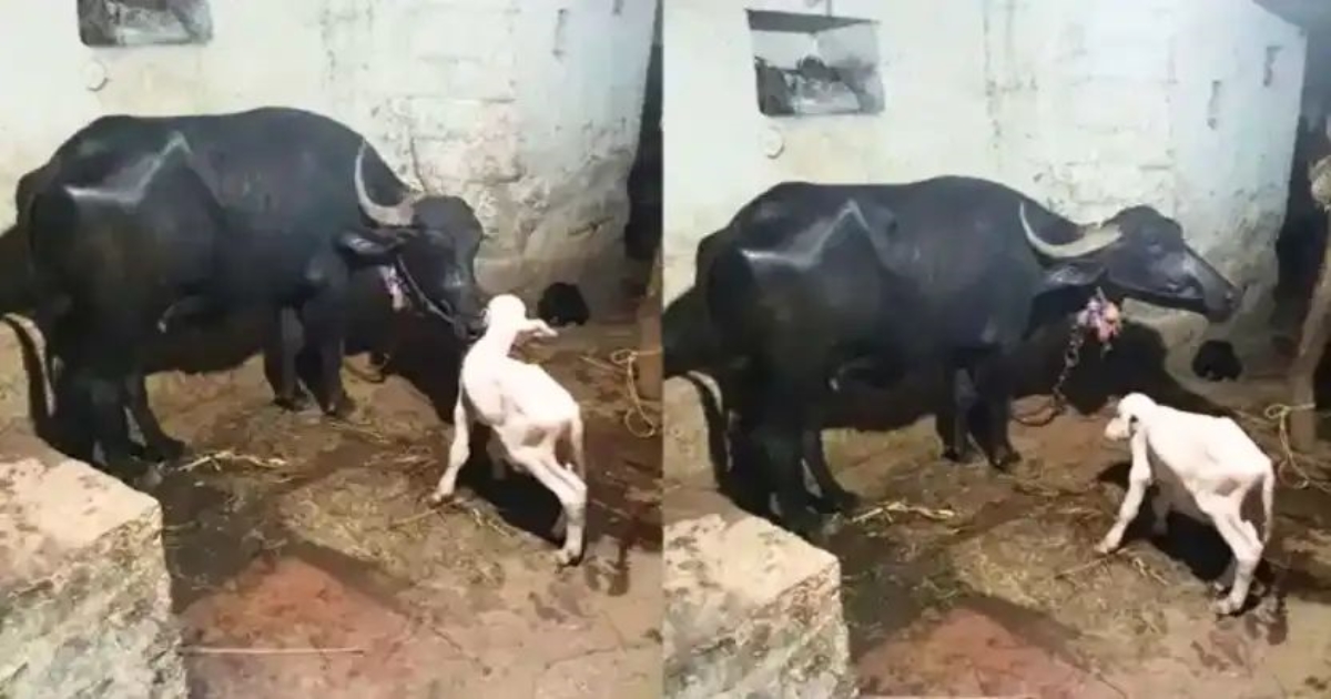 black-buffalo-gives-birth-white-calf-karnataka