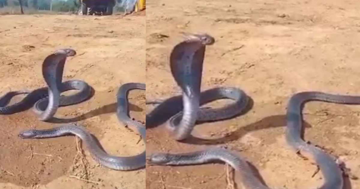 snake-nagini-emotional-video-madhya-pradesh
