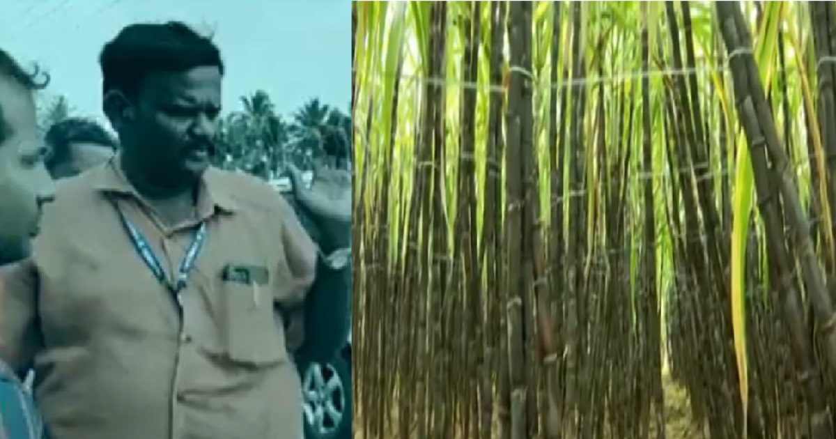 in-namakkal-tiruchengode-sugarcane-farmers