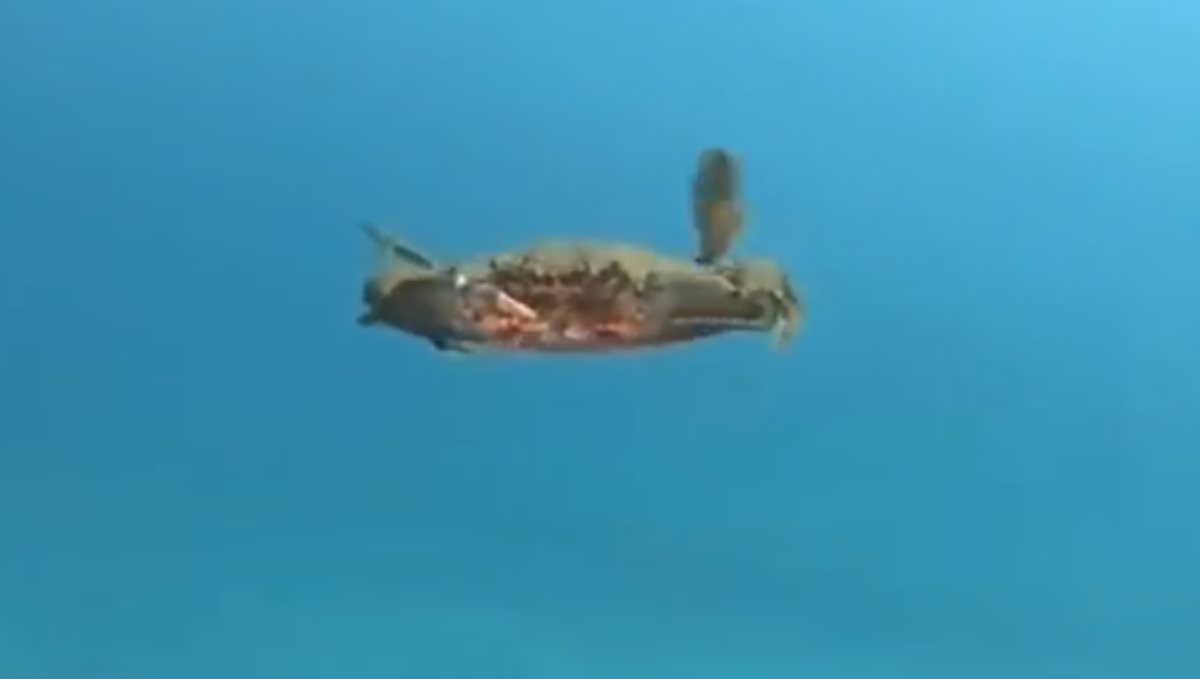 a Crab Swimming Video Goes Viral on Twitter by Susanta Nanda IFS
