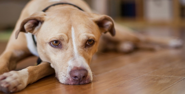 dog saved women in sexual problem