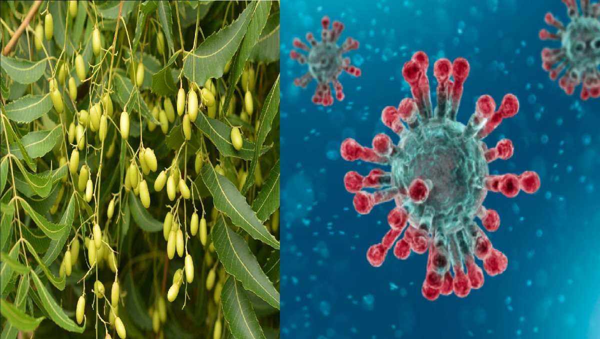 Scientist Discovered Neem Tree Plant Control Corona Virus 