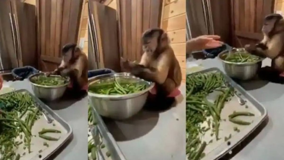 Monkey helps women to cut vegetables viral video