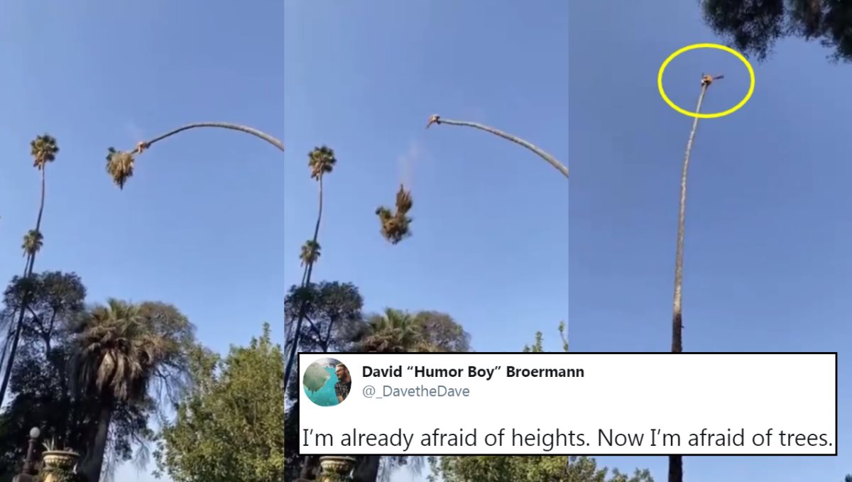 ever-seen-anyone-cut-a-really-tall-palm-tree