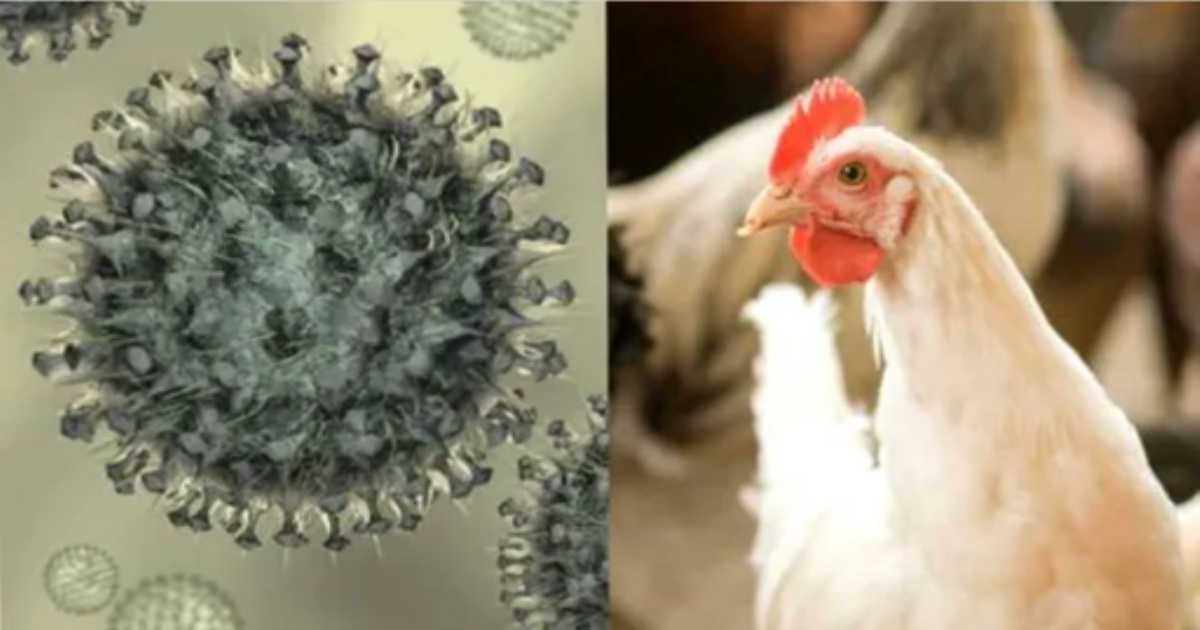 Bird Flu Alert in Tamil Nadu Health Department Intensifies Surveillance in Kerala Border Districts
