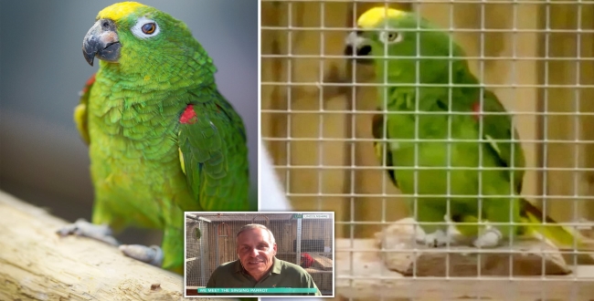 Parrot sings Beyonce song video leaves people amazed