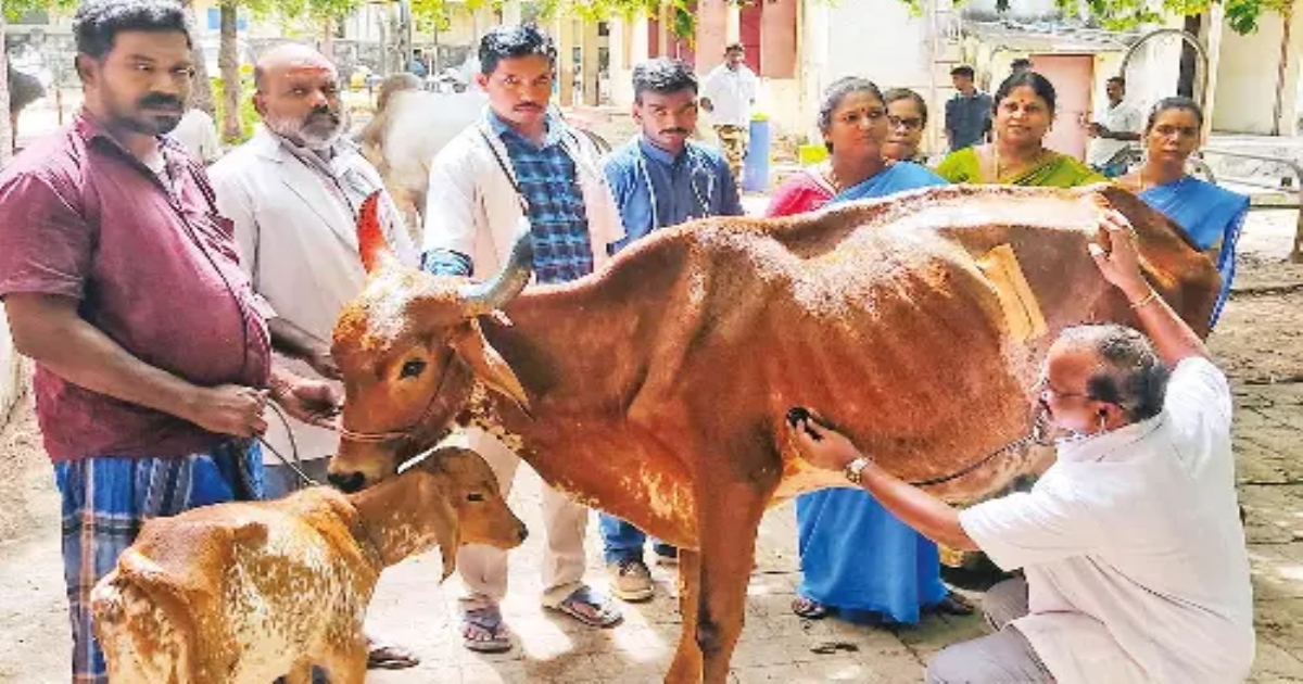 Madurai Cow stomach Surgery Doctors Removed 65 Kg Plastic Iron Nail Coins Etc
