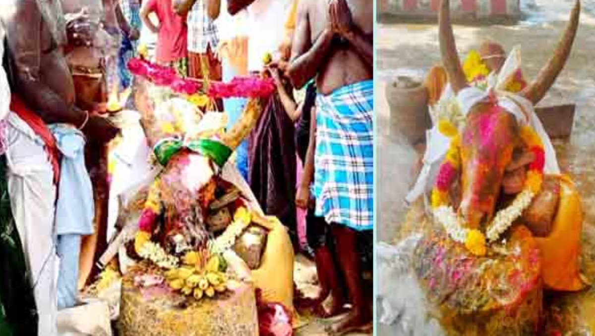 kovil jallikattu kaalai died