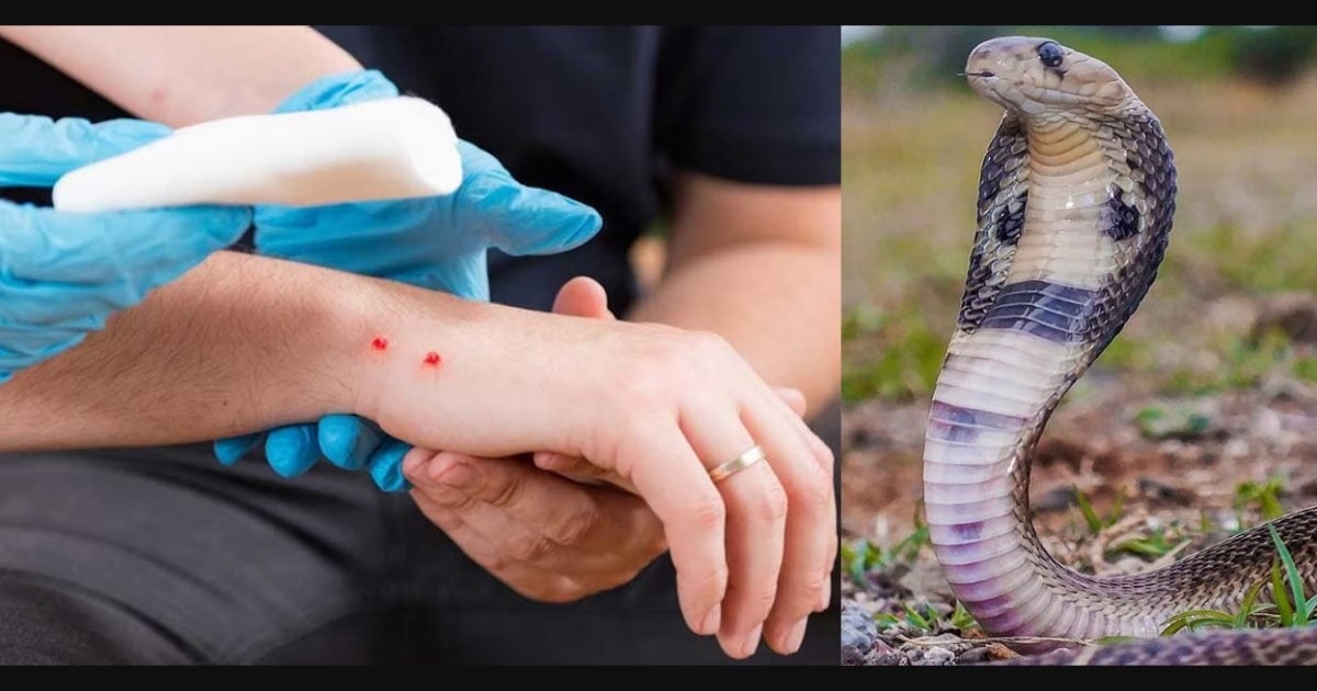 husband-dies-after-wife-snakebite-tiruvarur