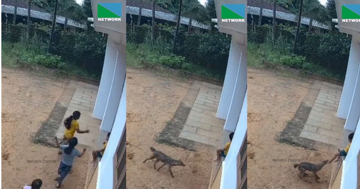 fox-attack-viral-video