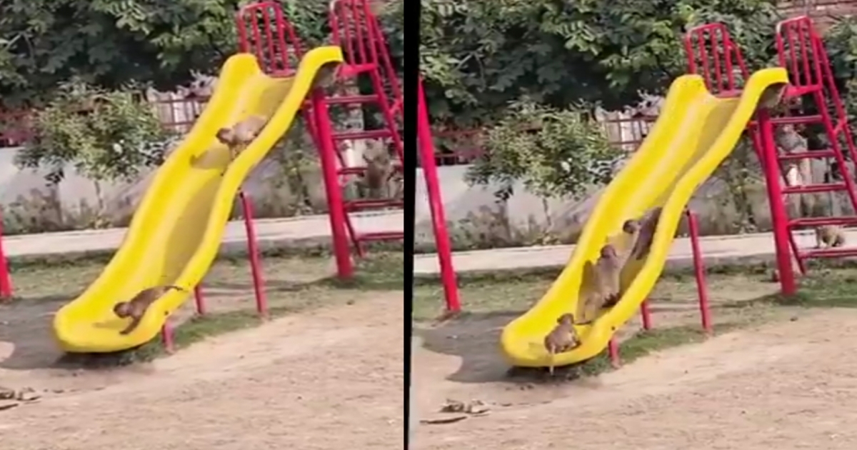monkeys-playing-in-park-slide-viral-video